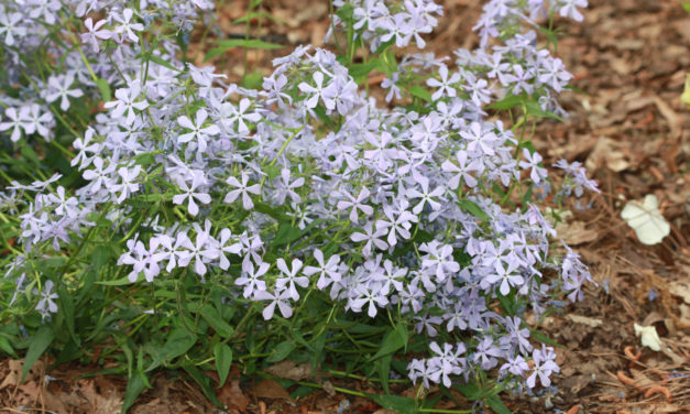 Groundcovers: Planting and Care