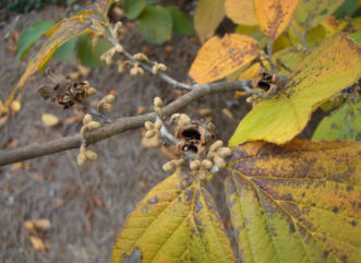 Witch hazel seeds and buds together with fruit George Dickert, ©2012, Clemson Extension