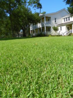 Zosia Lawn