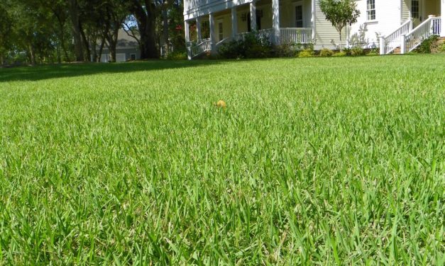 Landscaping Over Septic Drain Fields