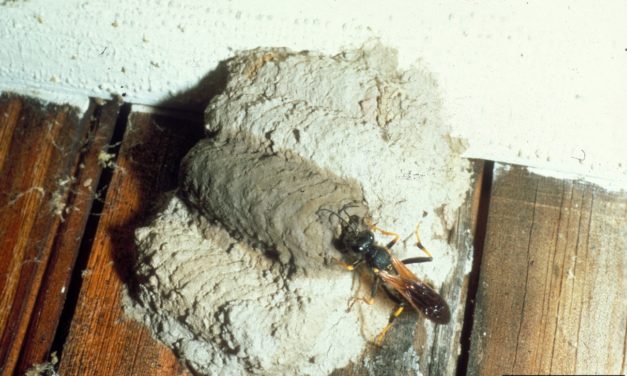 Mud Daubers: Identification, Habits, and Control