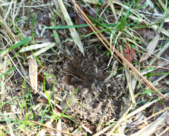 Shallow, 2-inch diameter hole dug in lawn by an Eastern gray squirrel. Joey Williamson, ©2014 HGIC, Clemson Extension