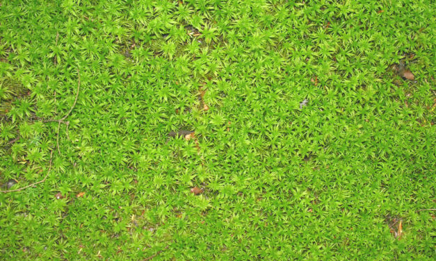 Moss & Algae Control in Lawns