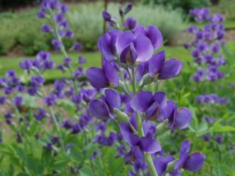 Baptisia australis (blue false indigo) in bloom shows the appeal of these plants.