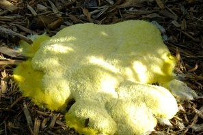 “Dog vomit” slime mold (Fuligo septica) on hardwood mulch. © Thomas F. Lytle