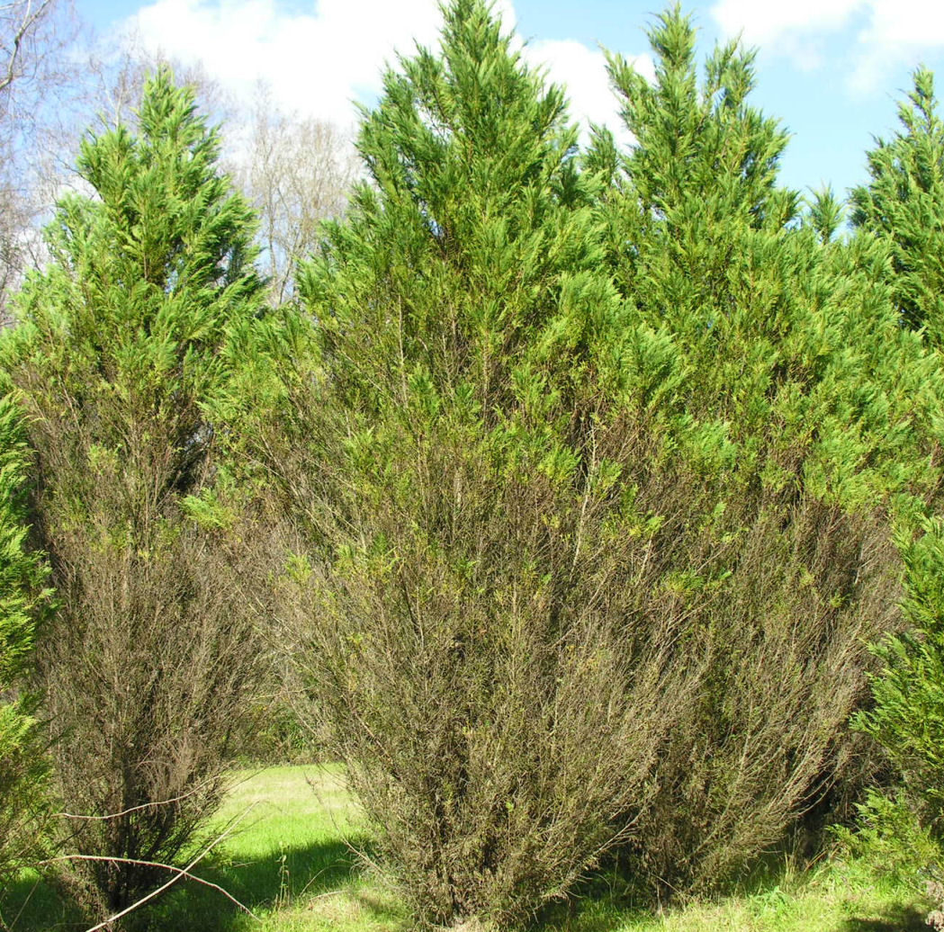 lemon cypress toxic to dogs