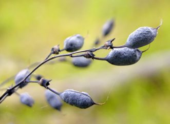 Interesting pods of Baptisia tinctoria.