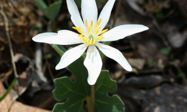 Bloodroot