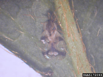 Azalea lace bugs mottled wings provide natural camouflage.