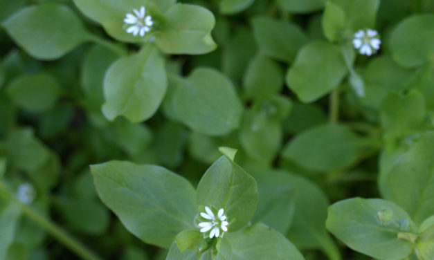 Common chickweed (Stellaria media) with small white flowers is a winter annual weed. Karen Russ, ©2015 HGIC, Clemson Extension
