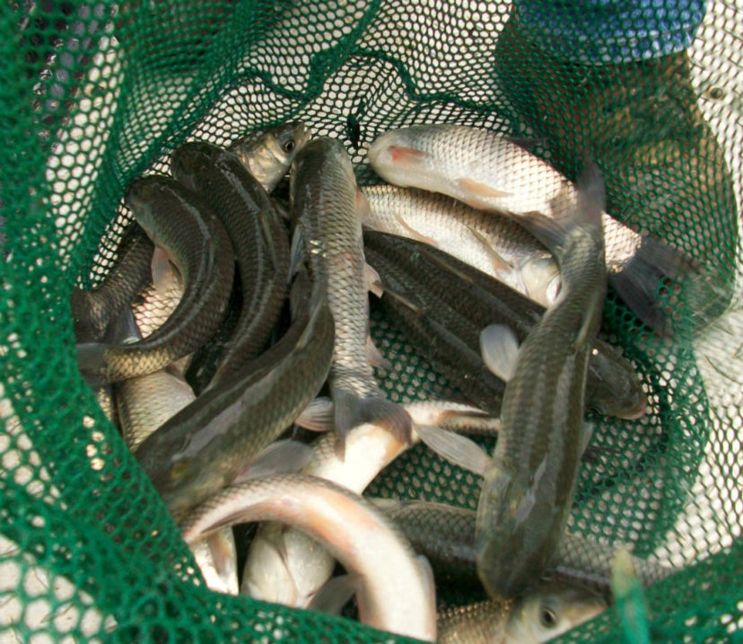 Triploid grass carp are sterile and do not reproduce so will not affect the other fish populations.