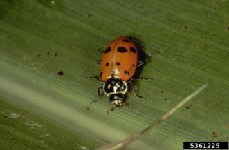 adult convergent lady beetle (Hippodamia convergens)