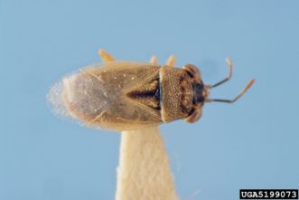 Adult large big eyed bug (Geocoris bullatus).