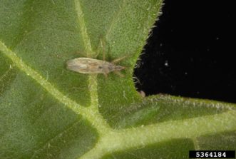 Adult damsel bug
