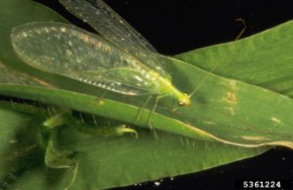 Adult green lacewing