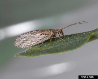 Adult brown lacewing