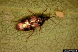 Minute pirate bug (Orius sp.) feeding on a green peach aphid.