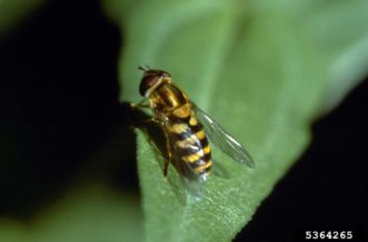 Adult syrphid flies or hover flies