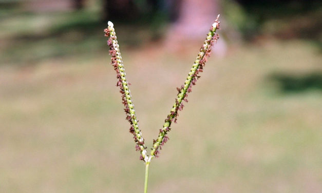 Bahiagrass