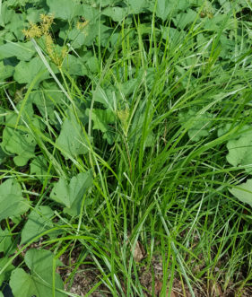 Yellow nutsedge (Cyperus esculentus) growing among sweet potato vines.