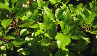 Young, light green growth on Japanese ardisia (Ardisia japonica) with pale-pink flower buds partially hidden below the new growth. 