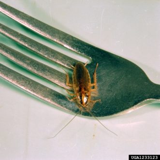German cockroach (Blattella germanica) on fork prongs ©Clemson University - USDA Cooperative Extension Slide Series, Bugwood.org