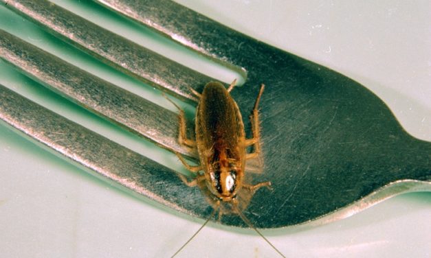 Cockroach (Roach) Control