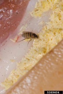 Humpedback Flies ©Susan Ellis, Bugwood.org 