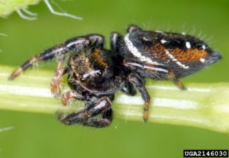 Jumping Spiders ©David Cappaert, Bugwood.org
