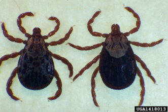 Rocky Mountain wood tick (Dermacentor andersoni) © Mat Pound, USDA Agricultural Research Service, Bugwood.org