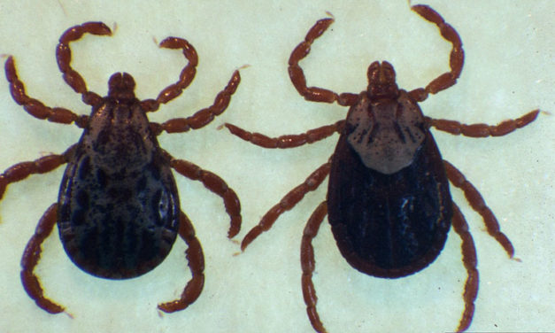 Ticks Around Your Home