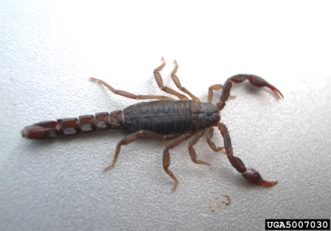 Scorpion ©Nancy Hinkle, University of Georgia, Bugwood.org 