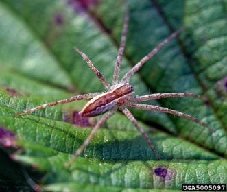 Wolf Spiders ©David Cappaert, Bugwood.org 