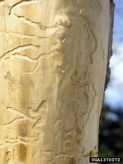 Wood-Boring Beetles in Houses ©Milan Zubrik, Forest Research Institute - Slovakia, Bugwood.org 