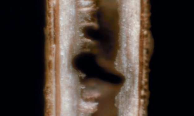 Black Twig Borer