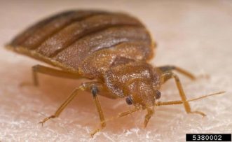 Bed Bugs ©Gary Alpert, Harvard University, Bugwood.org 