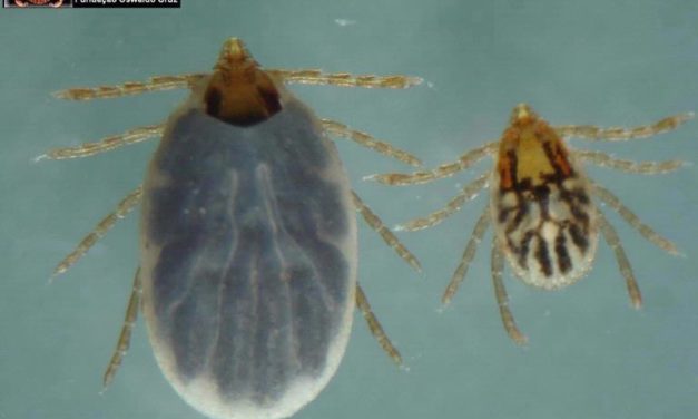 Tick-borne Diseases Affecting Humans in the Southeastern United States