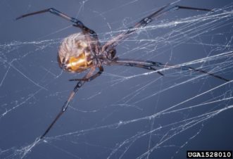 Brown Widow Spiders ©Sturgis McKeever, Georgia Southern University, Bugwood.org