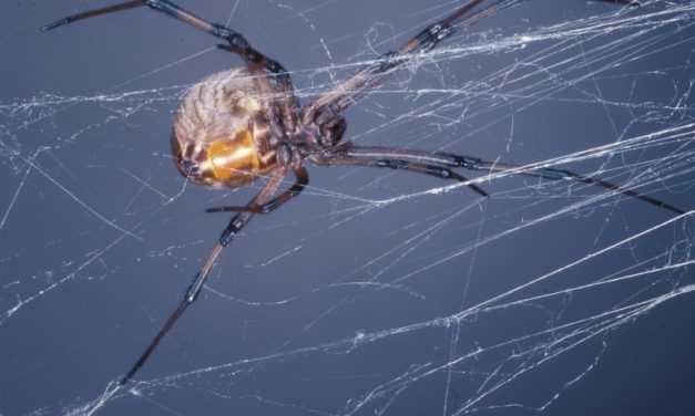 Brown Widow Spiders