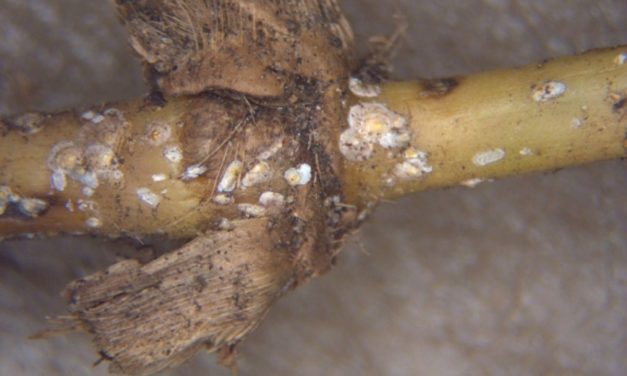 Bermudagrass Scale, Rhodesgrass Mealybug, & Ground Pearl