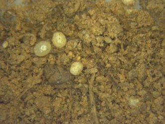 Immature ground pearls (Eumargarodes laingi) are covered with a hard, white or tan, globular shell.