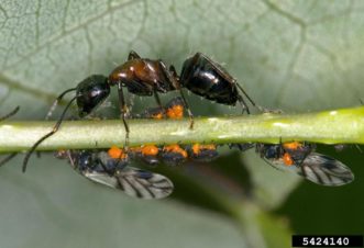 Carpenter Ants ©David Cappaert, Bugwood.org 