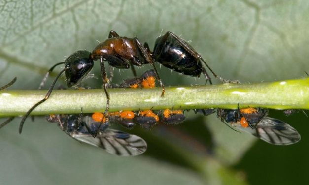 Carpenter Ants