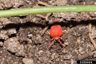 Chigger mites ©Susan Ellis, Bugwood.org 