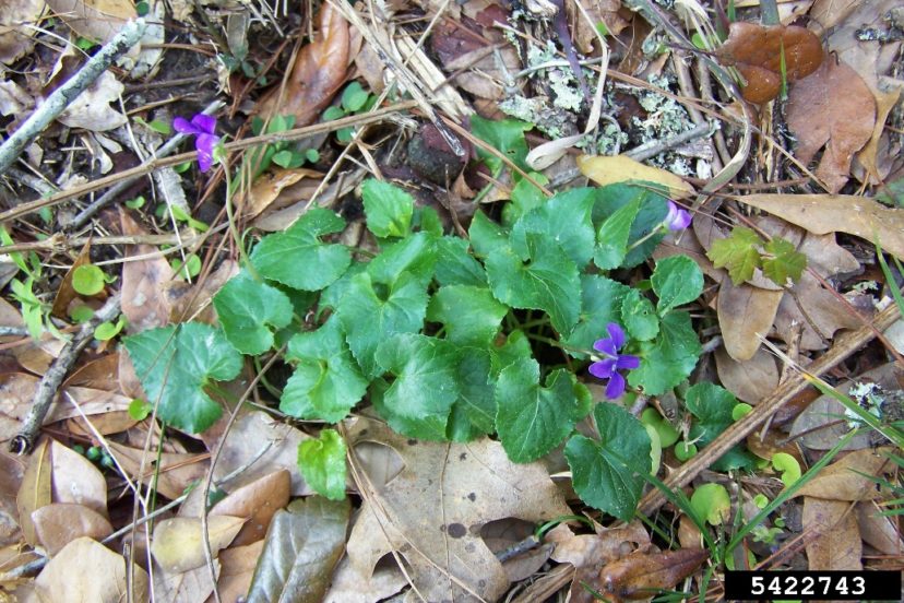Common violet 