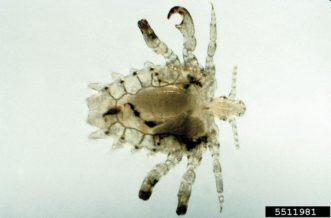 Crab Lice ©Kansas Department of Agriculture , Bugwood.org 
