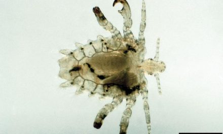 Crab Lice