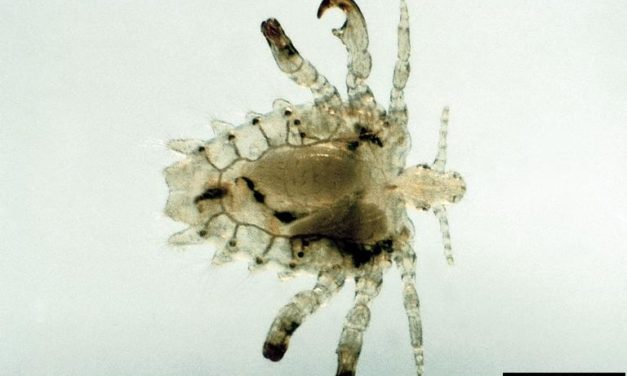 Crab Lice