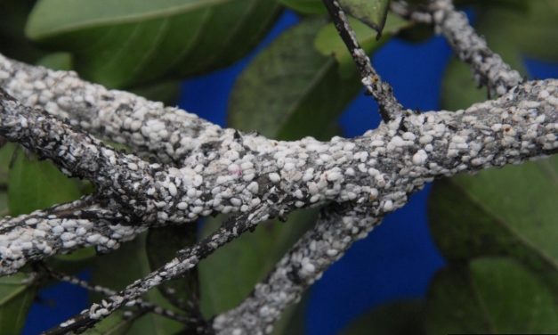 Crapemyrtle Bark Scale