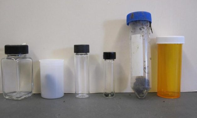 Submitting Insect Samples for Identification
